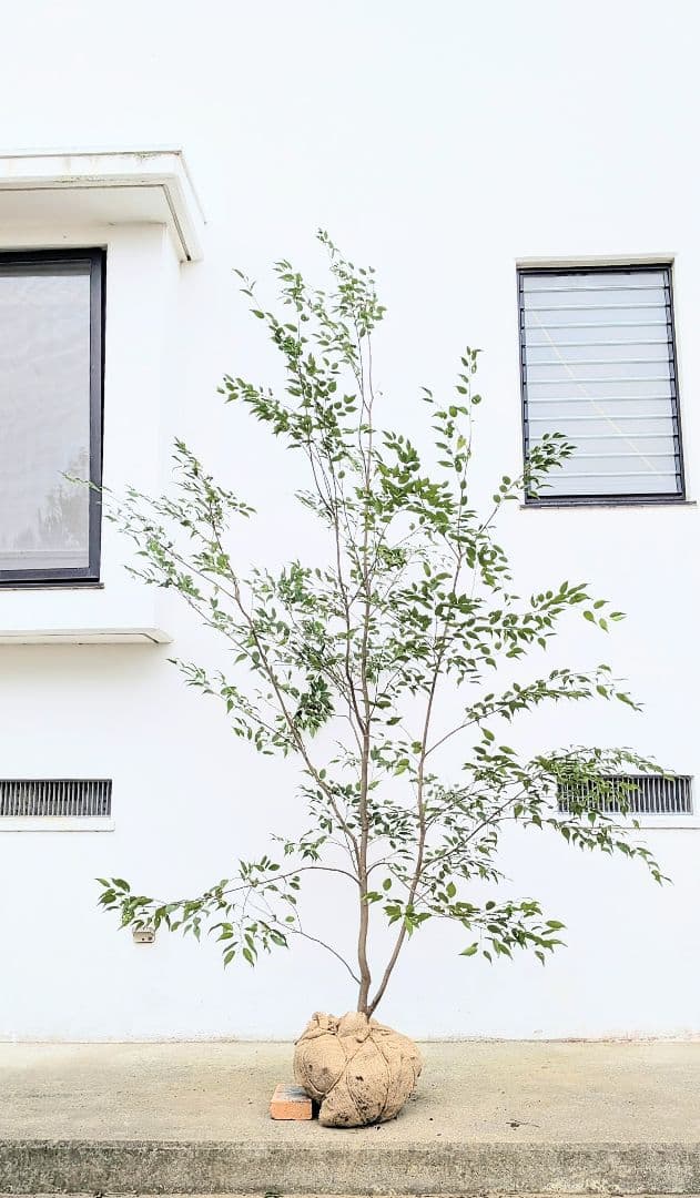 降臨。至極の山採りハイノキ。