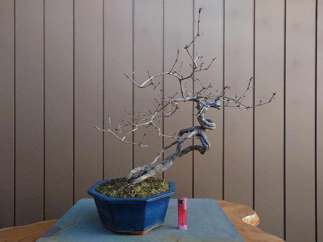 盆栽　ウグイスカグラ　樹高44cm