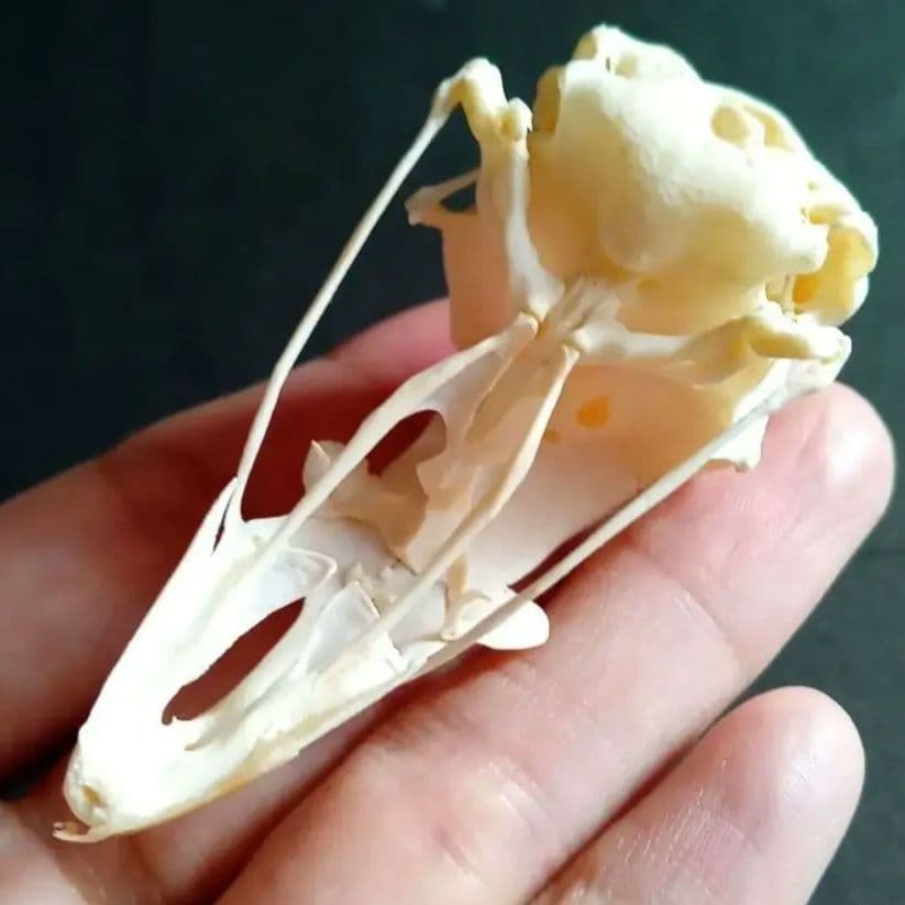 鳥類　骨格　頭骨　標本　ニワトリ　スカル　美麗